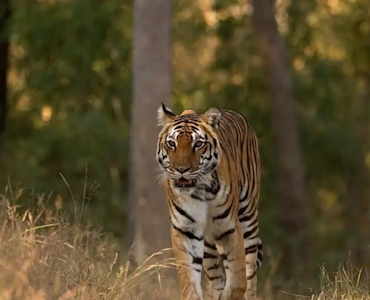 Witness majestic Bengal tigers on a thrilling safari with TravelTaxi in Bandhavgarh National Park, Madhya Pradesh.