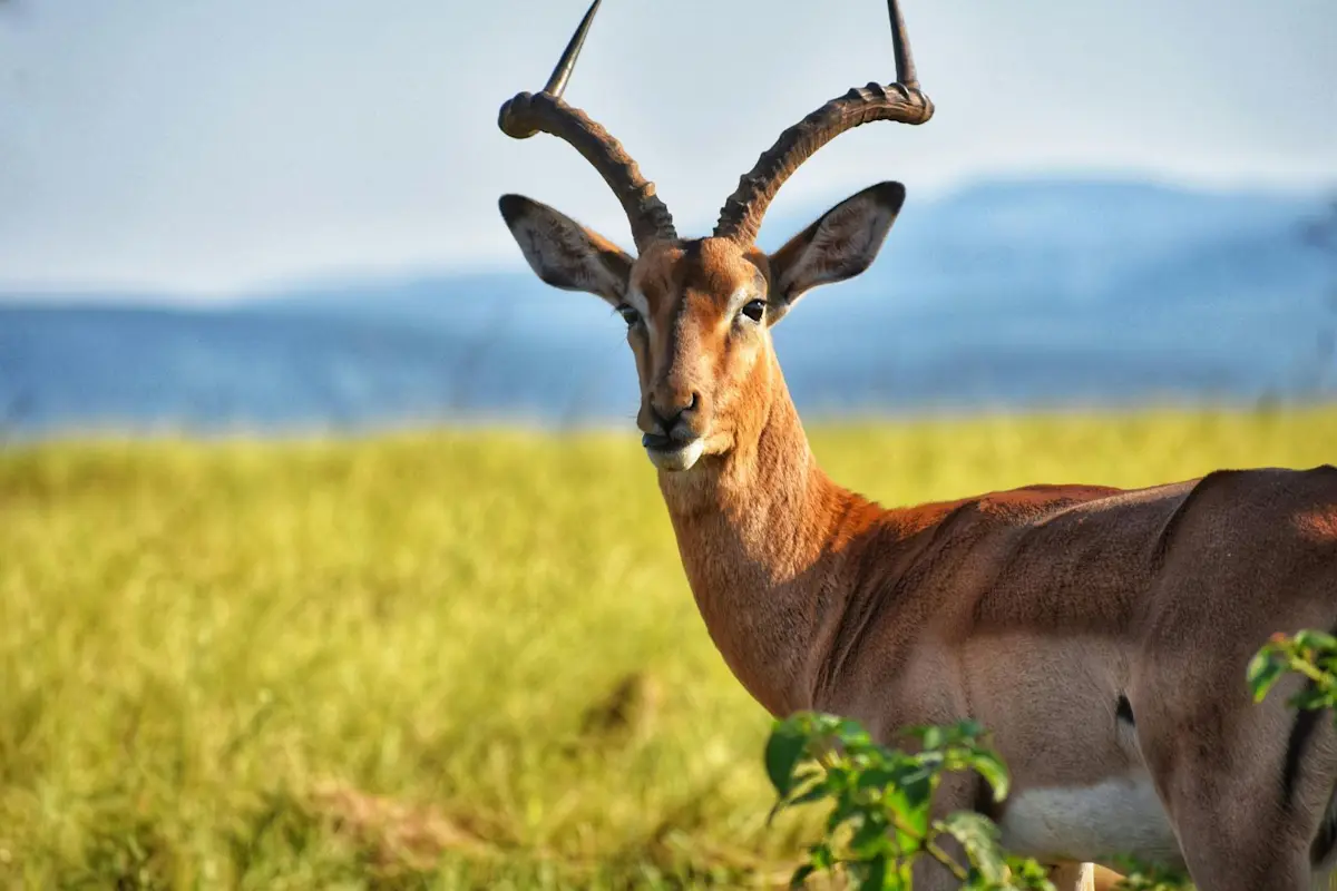 wildlife (4)