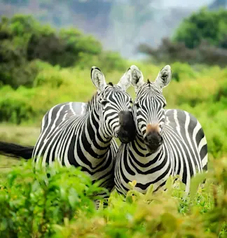 Wild Life