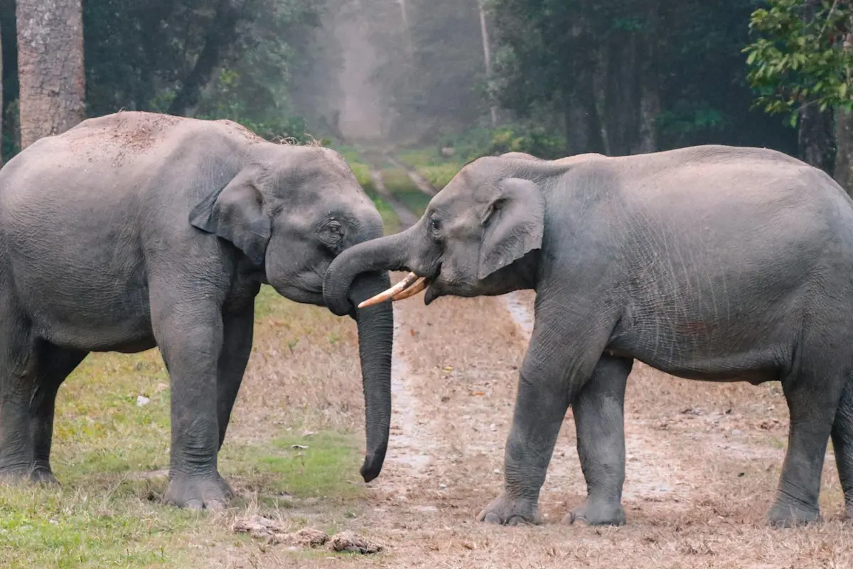 pexels-futurekiiid-3551498 (1)