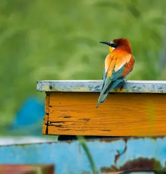 wildlife (9)