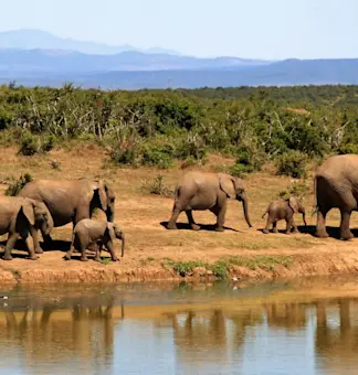 wildlife (8)