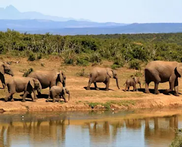 wildlife (8)