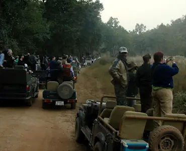 Discover natural wonders with TravelTaxi - The scenic Jeep Safari in Ranthambore National Park.