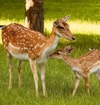 wildlife (10)