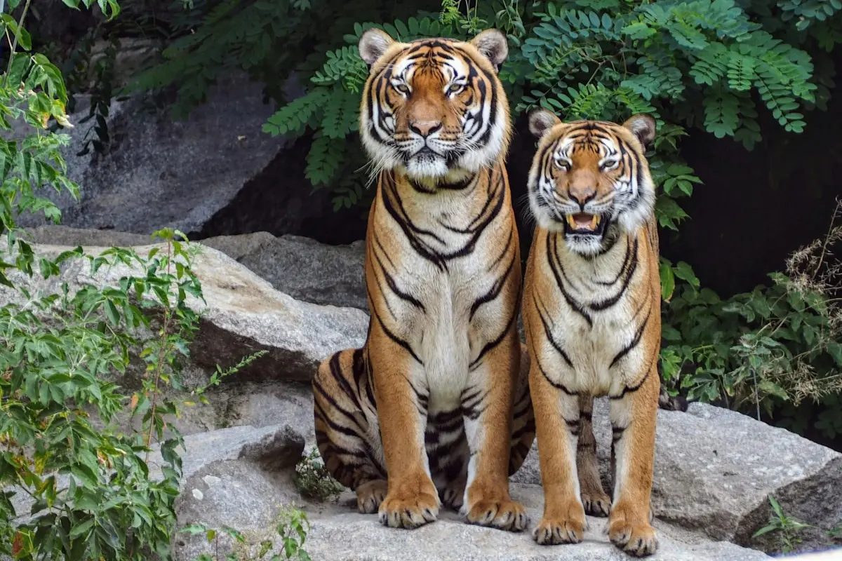 wildlife (5)
