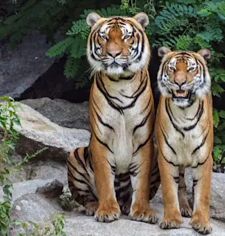 wildlife (5)