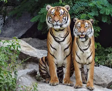 wildlife (5)