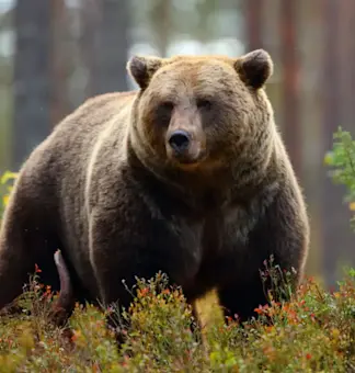 Wild Life