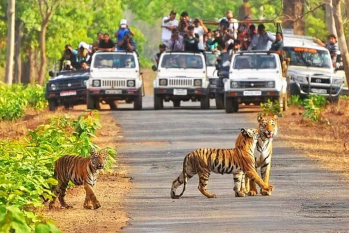 Experience the serenity of the Kanha River with TravelTaxi's guided nature walks in Kanha National Park, Madhya Pradesh.