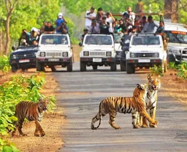 Experience the serenity of the Kanha River with TravelTaxi's guided nature walks in Kanha National Park, Madhya Pradesh.