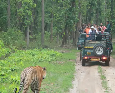 Discover the enchanting Kanha Meadows with TravelTaxi's guided nature walks in Kanha National Park, Madhya Pradesh.