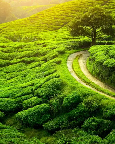 Experience the cultural heritage of Sualkuchi with TravelTaxi's guided tours in Assam.