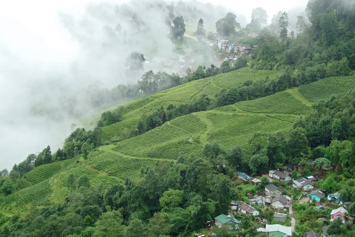 Experience the thrill of Majuli Island with TravelTaxi's guided tours in Assam.