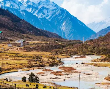 Explore vibrant Rhododendron forests with TravelTaxi's spring nature tours in Chopta, Uttarakhand.
