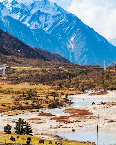 Explore vibrant Rhododendron forests with TravelTaxi's spring nature tours in Chopta, Uttarakhand.