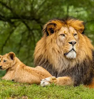 All-About-Wildlife-1280x853-1 (1)