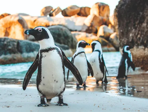 ACCOMPANIED OR INDEPENDENTLY