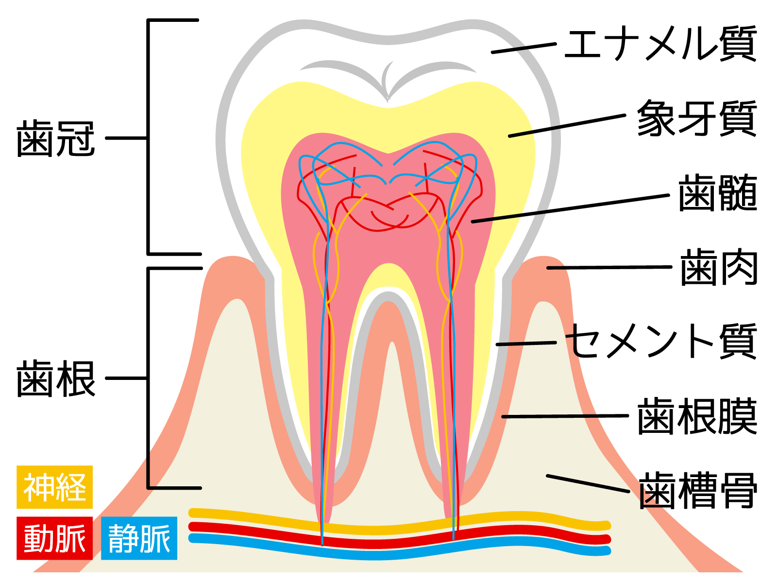 歯の構造