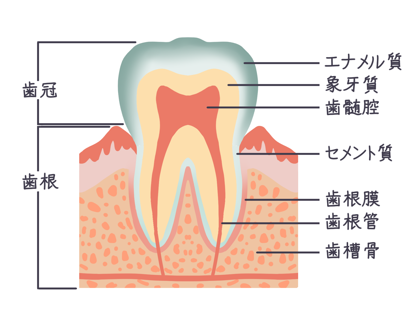 昔よりも前歯が出てきたのはなぜ?原因や治す方法を解説