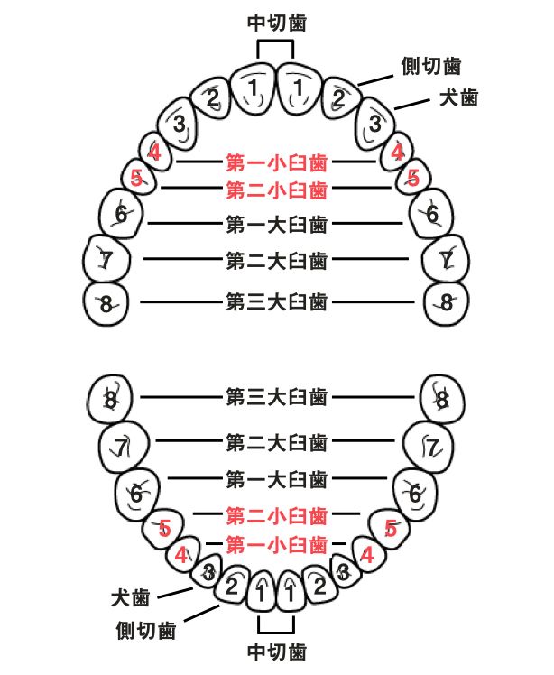 歯式