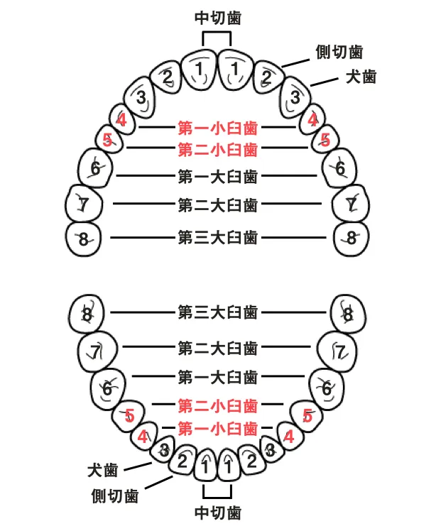 非抜歯矯正は後悔する?よくある誤解と4つの失敗例