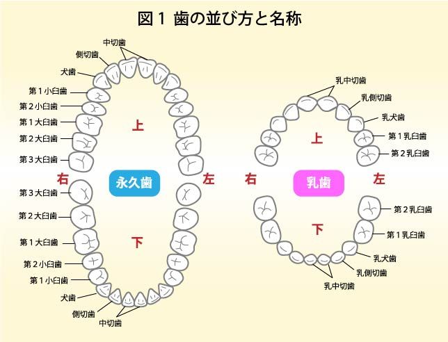 歯の並び方と名称