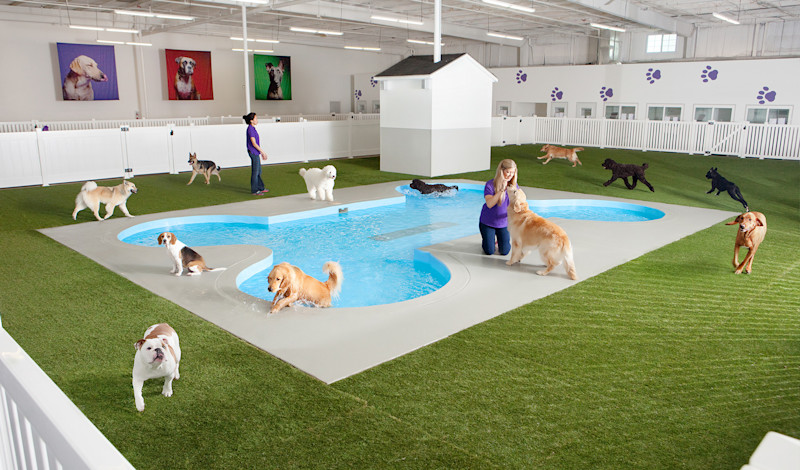 Paradise for Paws