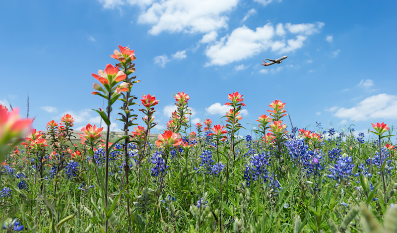 Bluebonnets 03 AA