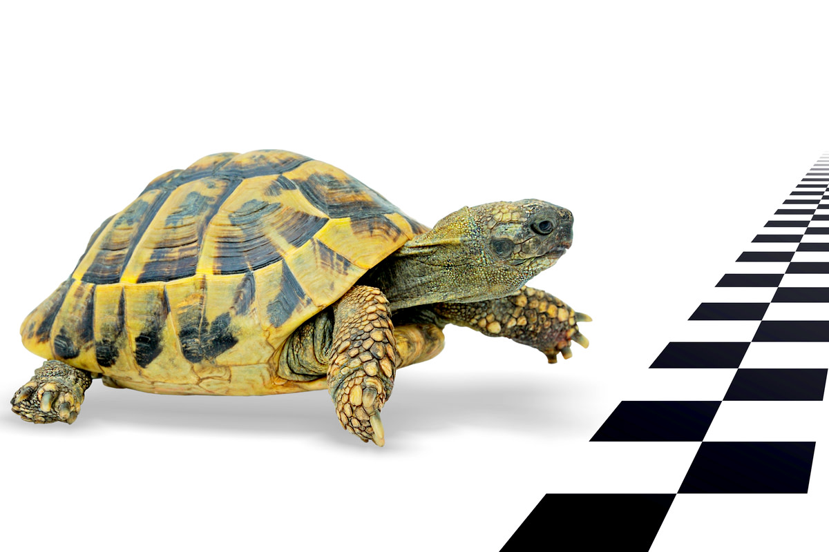 Turtle just before the finish line