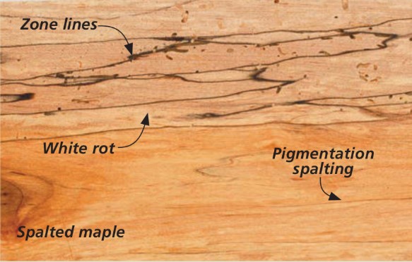 spalted-maple