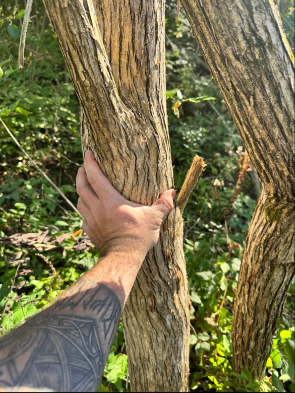 ShopNotes podcast 247 honeysuckle gets this big, really