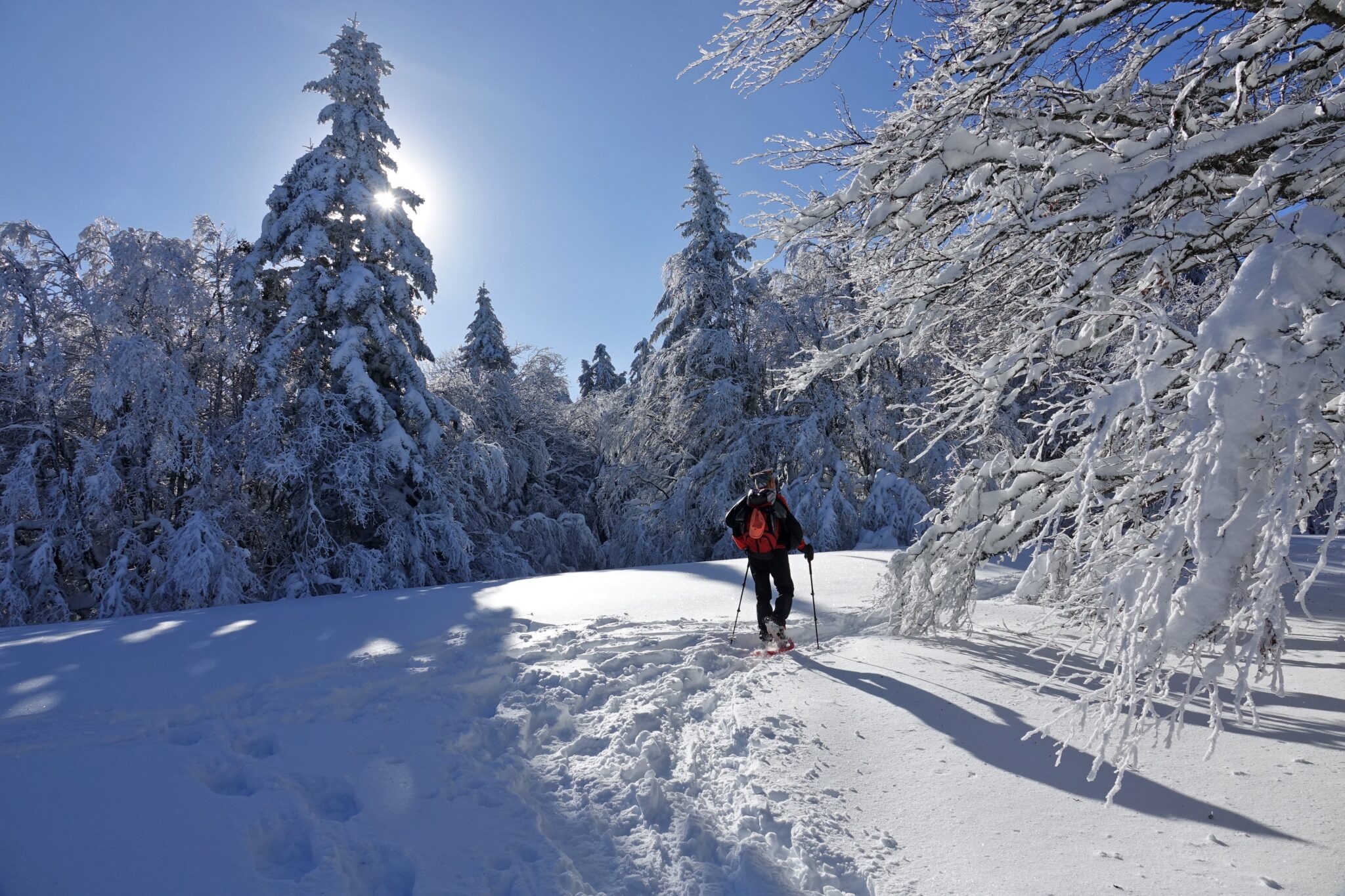 Snowshowing forests of Andraz. Photo: host, wild dolomiti