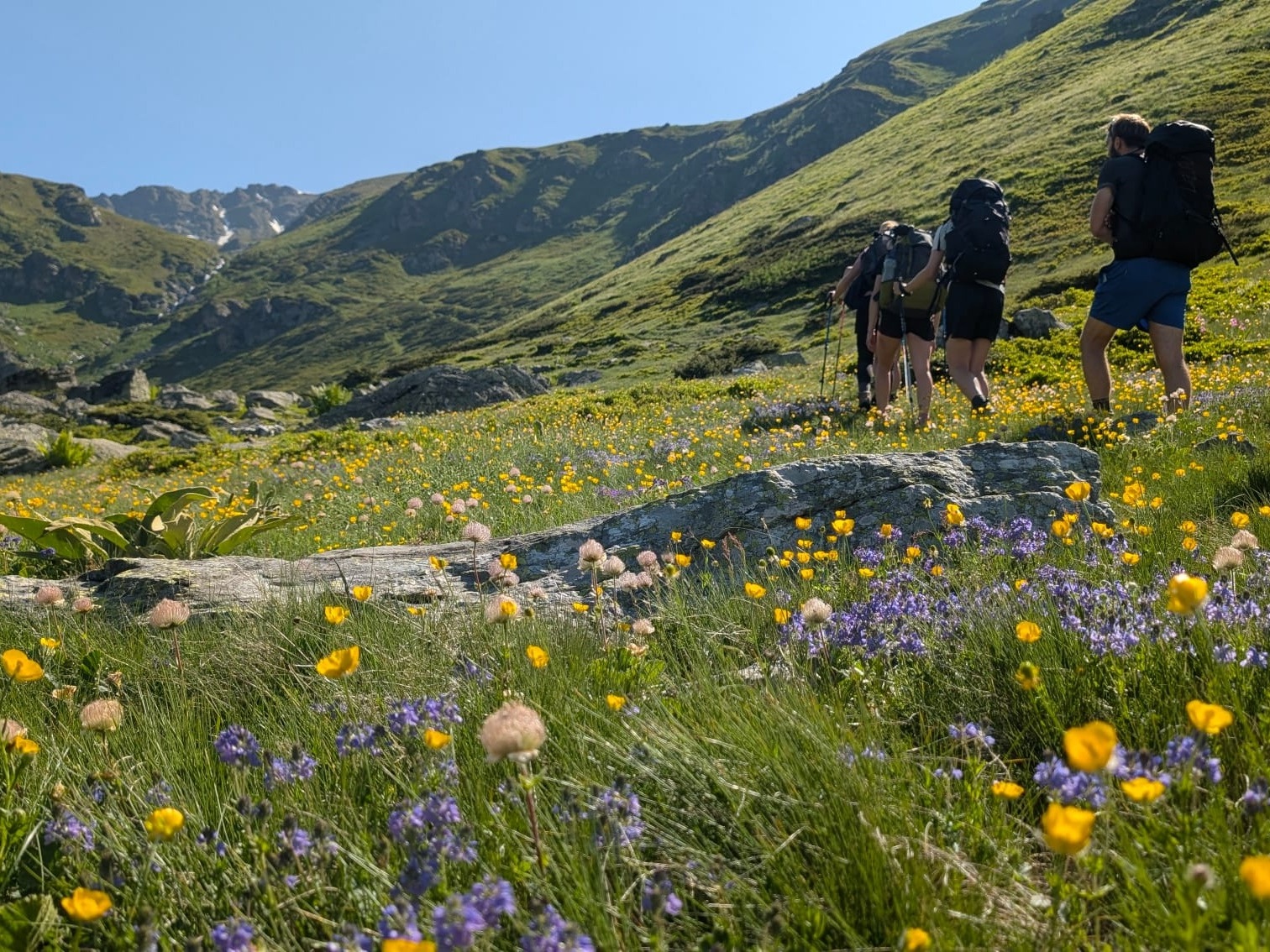 Wildflowers in the Sharr Mountains. Photo: Host/Butterfly Outdoor Adventure