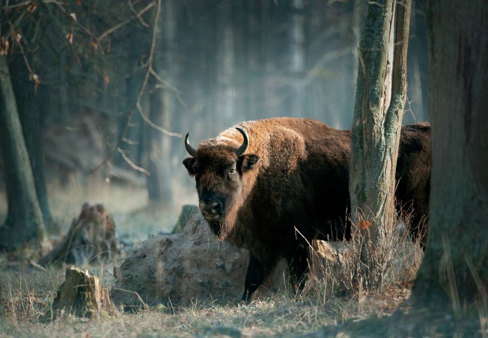 Bison Romania