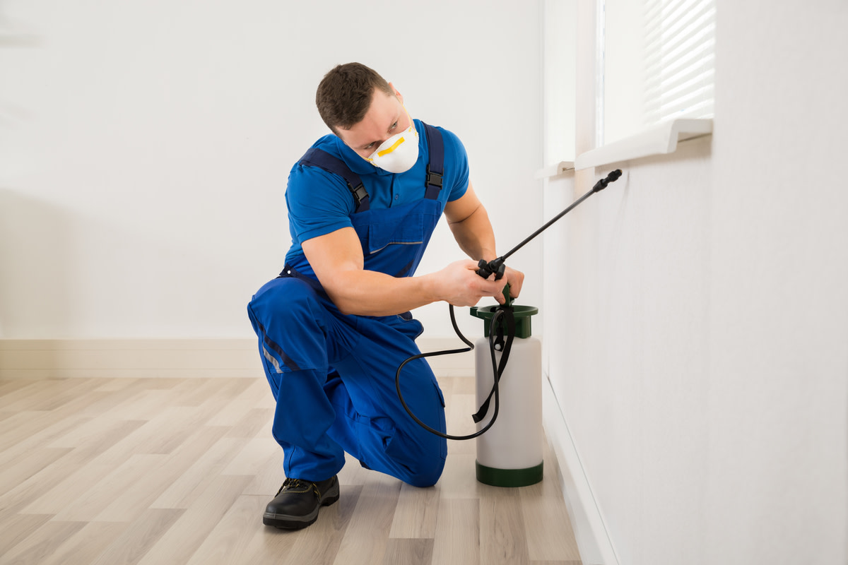 Male worker spraying pesticide on window