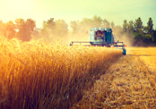 Farmer Harvesting Wheat