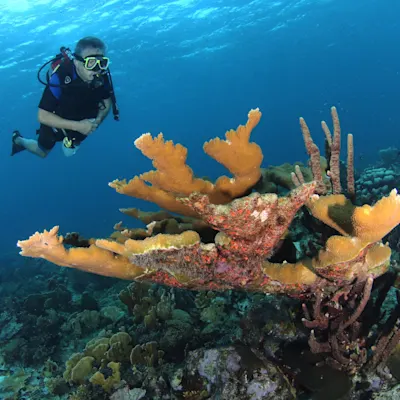 Diving in Curacao