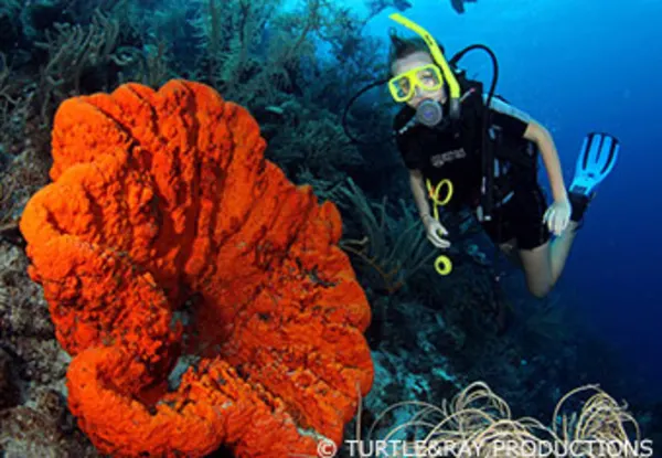 CC Kabayé and Small Wall