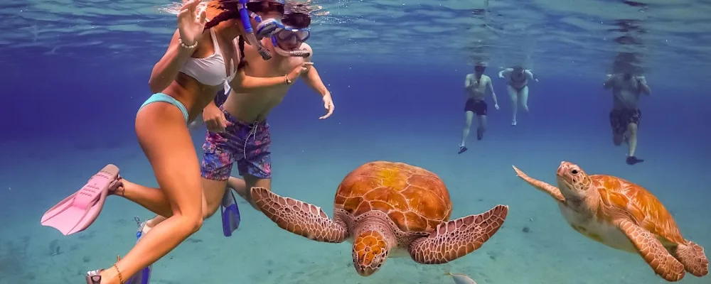 shutterstock swim with turtles