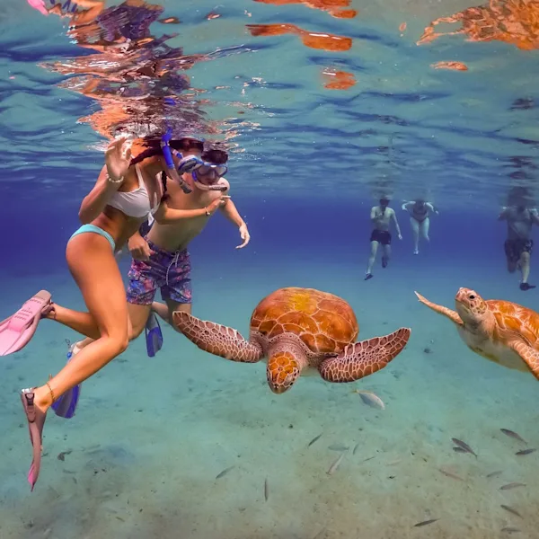 shutterstock swim with turtles