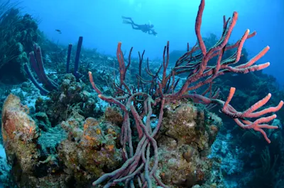 Klein Curacao South West