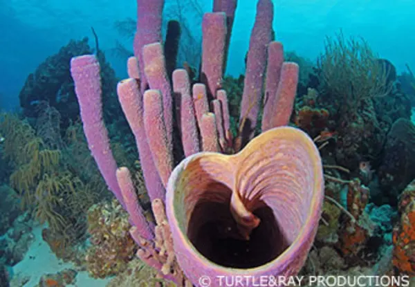 CC Eel Valley, Newport and Kathy's Paradise