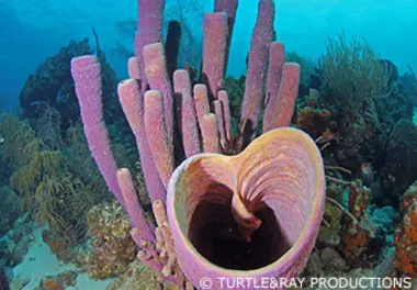 CC Eel Valley, Newport and Kathy's Paradise