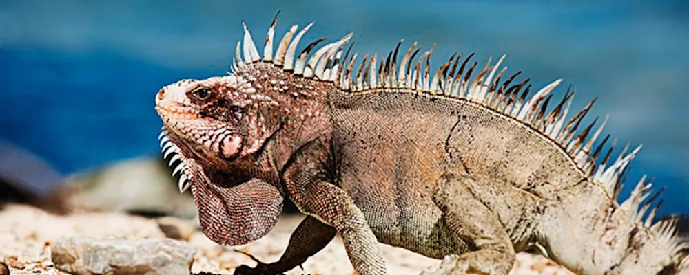 Iguana