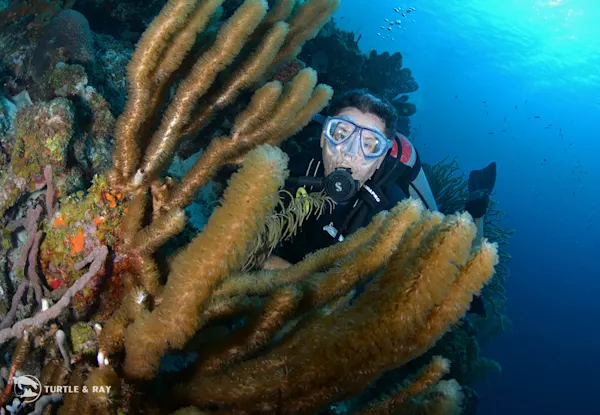 Scubaçao Diving Adventures