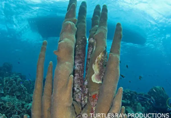 CC Smokey/Punti Sanchi