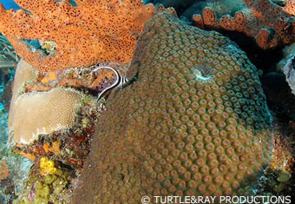 CC Playa Hundu Lost Anchor