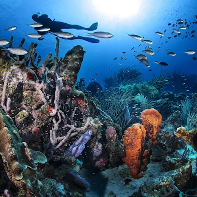 curacao-underwater-landscape-363400