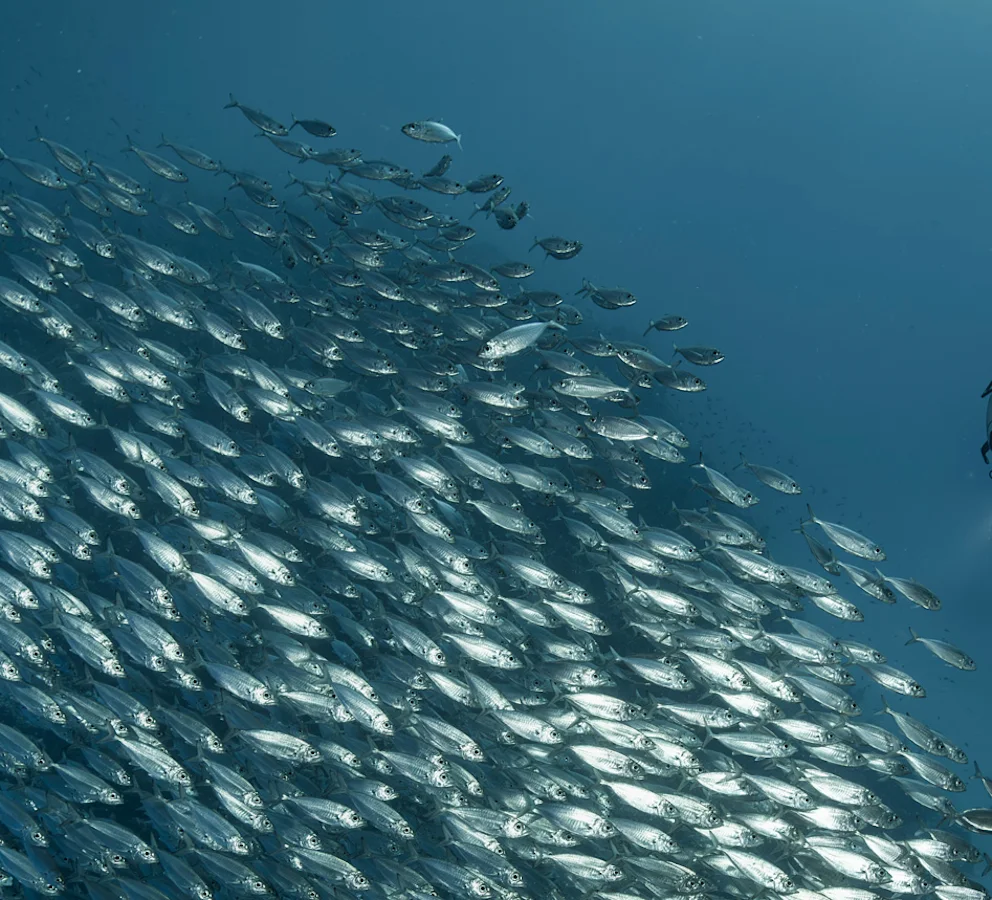 Diver with school of fish